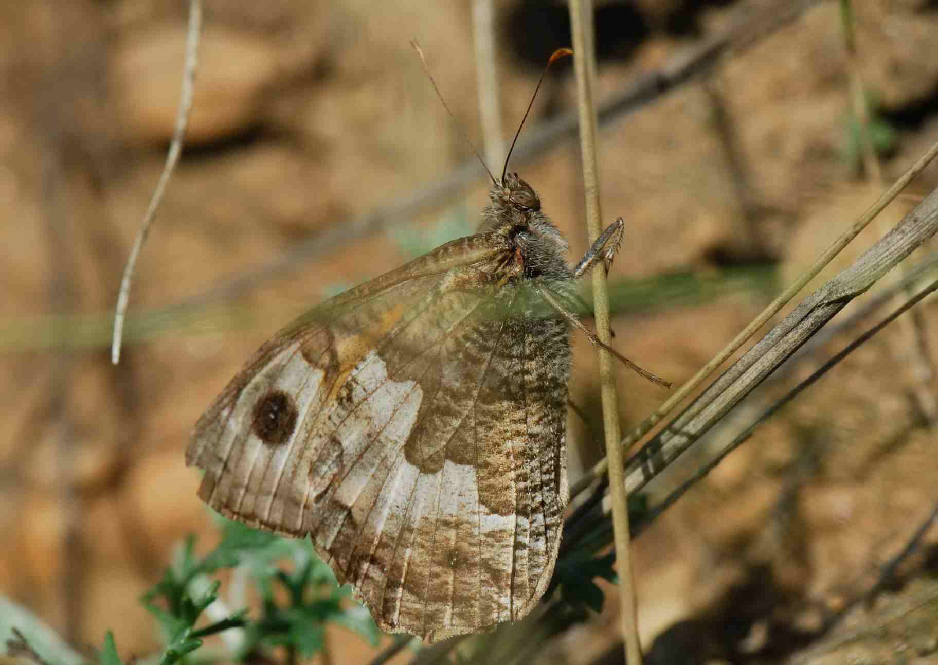 Hipparchia semele